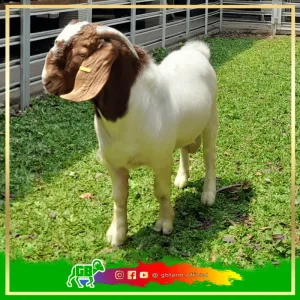 Kambing Berkualitas, Hati yang Tulus: Jual Beli Kambing Bapak Satiwan di Cilacap